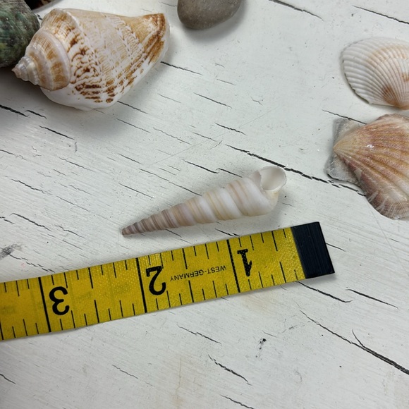 shells - Picture 13 of 15